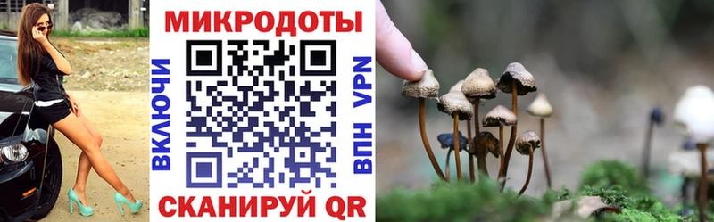 Псилоцибиновые грибы Psilocybe Староминская